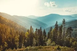 Carta da Parati Paesaggi e Natura Flora e Fauna Foreste e Alberi