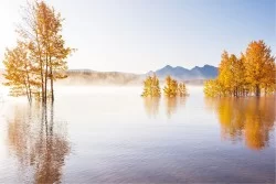 Carta da Parati Flora e Fauna Paesaggi e Natura Fiumi Cascate Laghi Alberi Foreste e Alberi