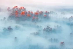 Carta da Parati Paesaggi e Natura Foreste e Alberi