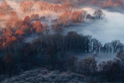 Carta da Parati Paesaggi e Natura Foreste e Alberi