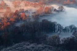 Wallpaper Landscapes and Nature Forests and Trees