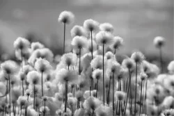 Flora and Fauna Flowers Wallpaper