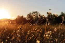 Flora and Fauna Flowers Wallpaper