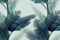 Wallpaper Design and Styles Flora and Fauna Tropical Leaves