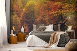 Carta da Parati Bosco autunno natura-0133