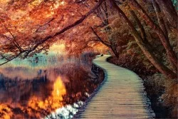 Wallpaper Rivers Waterfalls Lakes Leaves and Flowers Forests and Trees