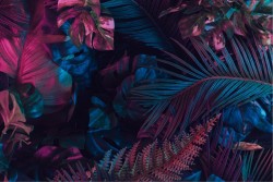 Wallpaper Design and Styles Flora and Fauna Modern Tropical Leaves