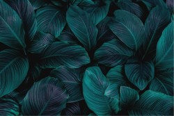 Carta da Parati Design e Stili Flora e Fauna Foglie Natura Tropicale