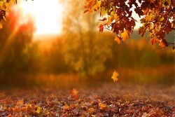 Wallpapers nature leaves sunset