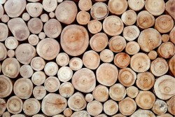 Wallpaper Design and Styles Flora and Fauna Trees Nature