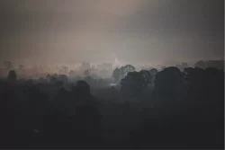 Carta da Parati Paesaggi e Natura Foreste e Alberi