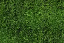 Carte da Parati Effetto Muschio Verde