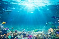 Carte da Parati sottomarina immersione