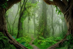 Misty Jungle Wallpaper