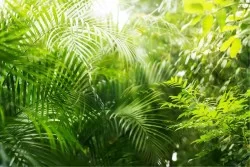 Carte da Parati Natura con Felci