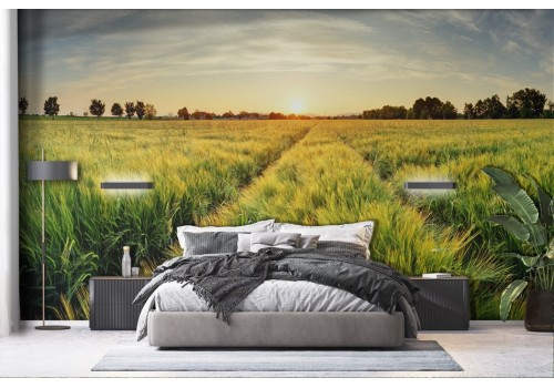 Wallpaper Meadow at Sunset with Trees