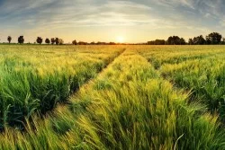 Albra Nature Landscape Wallpaper