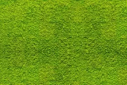 Lichen moss wallpaper