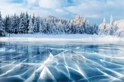 Frozen forest wallpaper