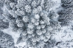 Snowy forest wallpaper