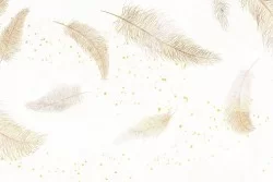 Feather Wallpaper