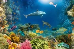 Wallpapers of corals and fish