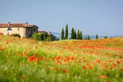 Wallpaper landscape with poppies