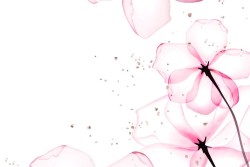 Pink flowers wallpaper