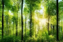 Carte da Parati bosco verde
