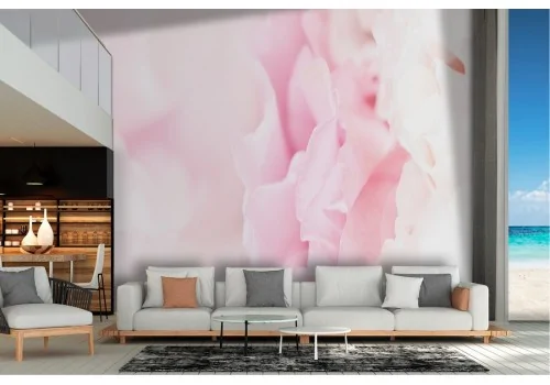 White and pink rose petals wallpaper nature