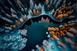 Snowy forest wallpaper