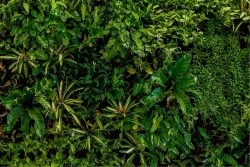 Green Leaves Wallpaper