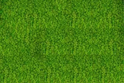 Green forest wallpaper