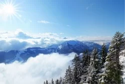 Wallpaper Flora and Fauna Landscapes and Nature Forests and Trees Snow