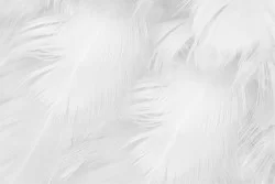 White feather wallpaper