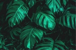 Carta da Parati Design e Stili Flora e Fauna Foglie Tropicale