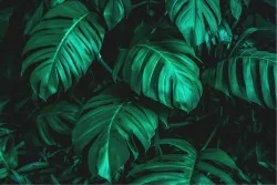 Wallpaper Design and Styles Flora and Fauna Tropical Leaves