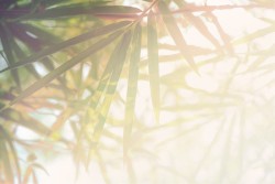 Light tropical wallpaper