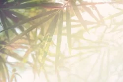 Light tropical wallpaper