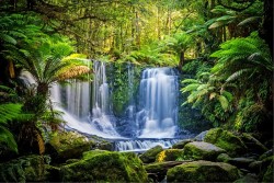 Tropical jungle wallpaper