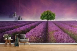 Purple lavender meadow wallpaper