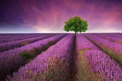 Purple Meadow Wallpaper