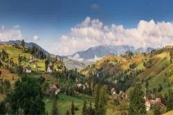 Wallpaper Flora and Fauna Landscapes and Nature Trees Meadows and Hills Mountain