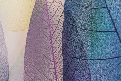 Carta da Parati Design e Stili Flora e Fauna Foglie Moderna Natura