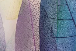 Wallpaper Design and Styles Flora and Fauna Modern Leaves Nature