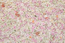 Pink and white rose wallpaper