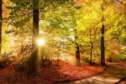 Carte da Parati bosco arancione