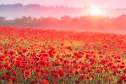 Red Poppies Wallpaper