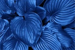 Carta da Parati Design e Stili Flora e Fauna Foglie Tropicale