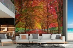 Wallpaper landscape forest tree-lined avenue autumn